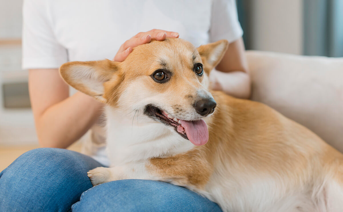 換了無數品牌毛孩還是不吃？心理因素與生理因素全解析
