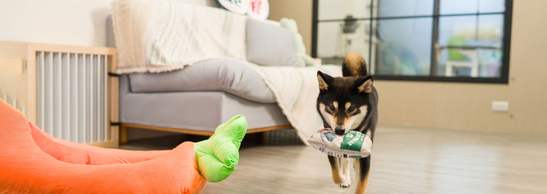 純淨洗禮，<br>重拾毛孩舒活日常